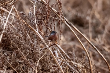 Wildlife Sightings for 9th February 2023